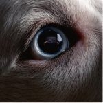 Roger Waters - The Dark Side of the Moon Redux