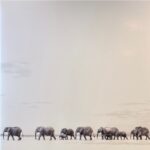 Dave Matthews Band - Where Are You Going The Singles