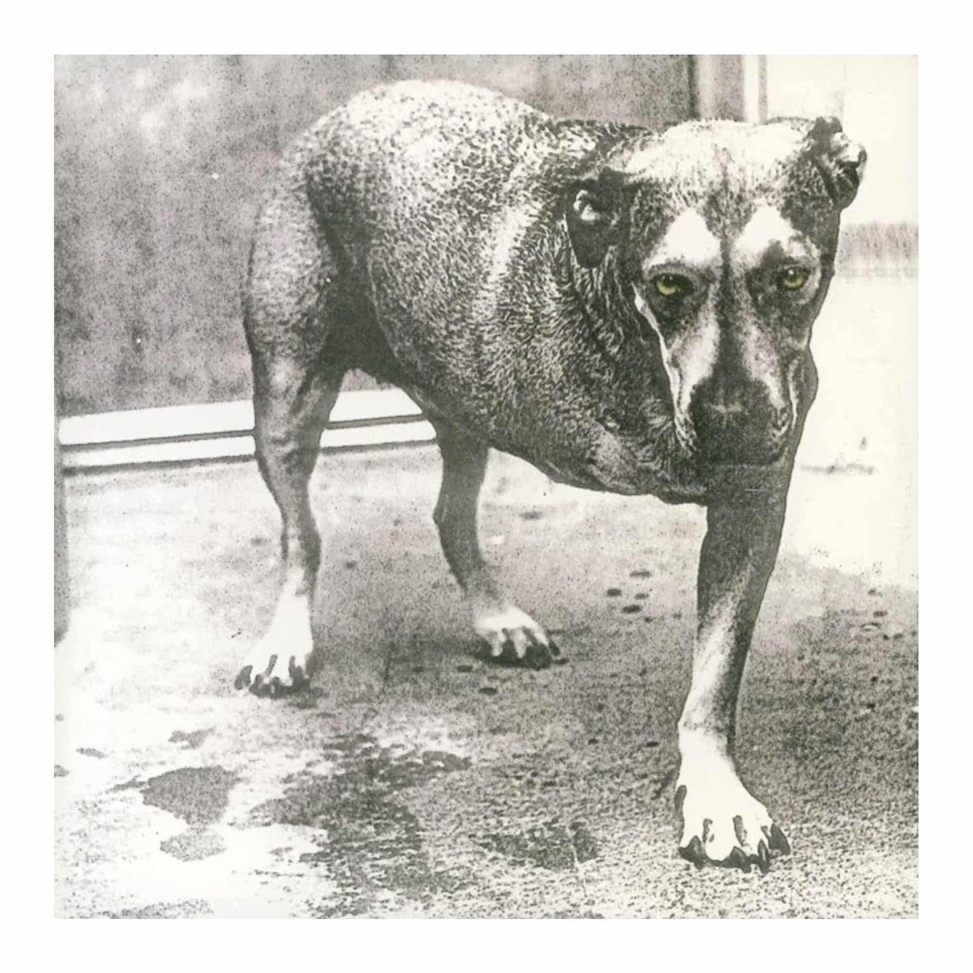 VINILO ALICE IN CHAINS/ DIRT 2LP